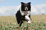BORDER COLLIE 068